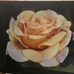 Close up rose photograph framed